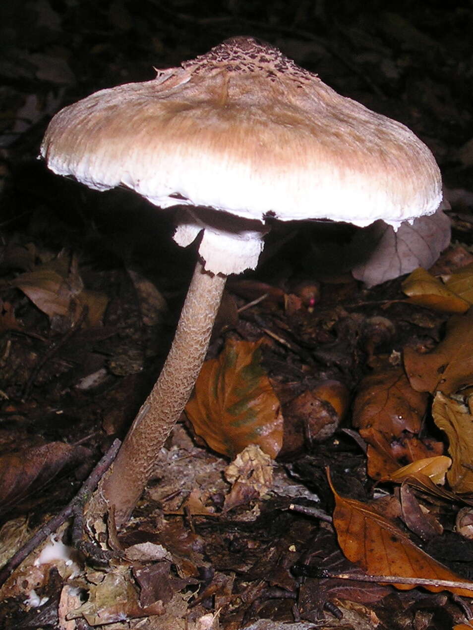 Image of Macrolepiota procera (Scop.) Singer 1948