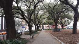 Image of Southern Live Oak