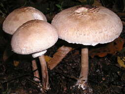 Image of Macrolepiota procera (Scop.) Singer 1948