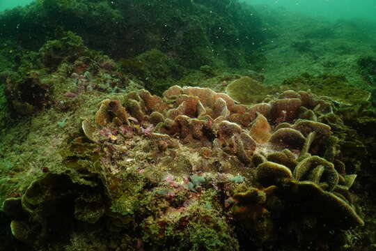 Image of Cactus Coral