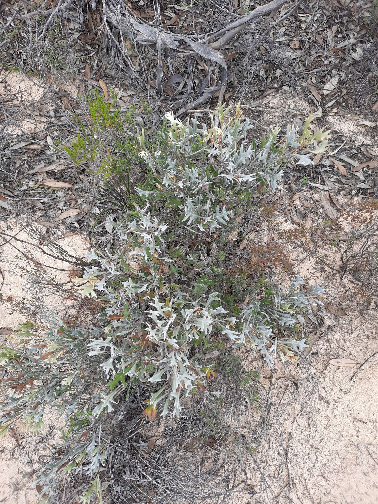 Imagem de Grevillea ilicifolia subsp. lobata (F. Müll.) Downing