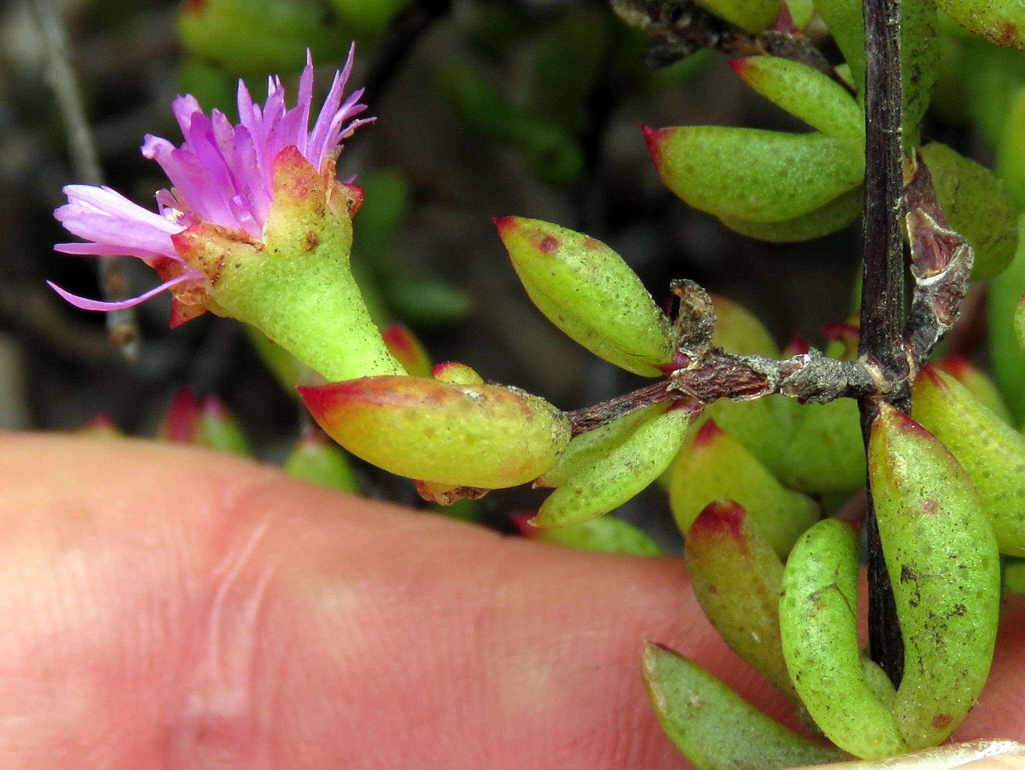 Imagem de Oscularia falciformis (Haw.) H. E. K. Hartm.