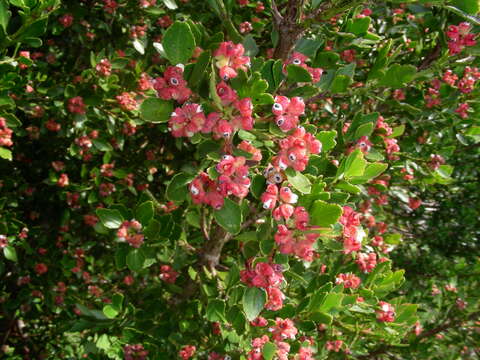 Imagem de Phyllocladus aspleniifolius (Labill.) Hook. fil.