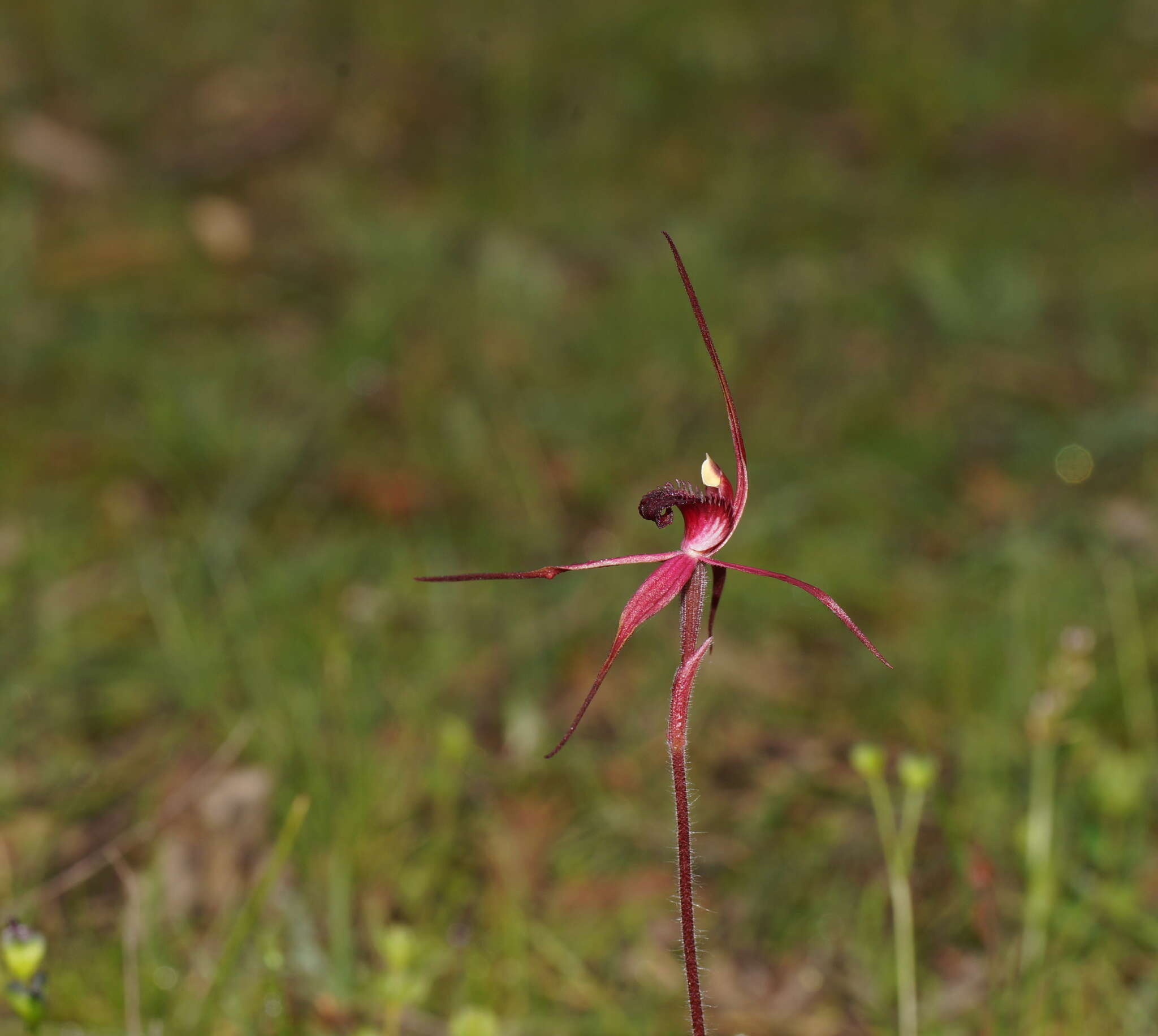 Caladenia formosa G. W. Carr的圖片