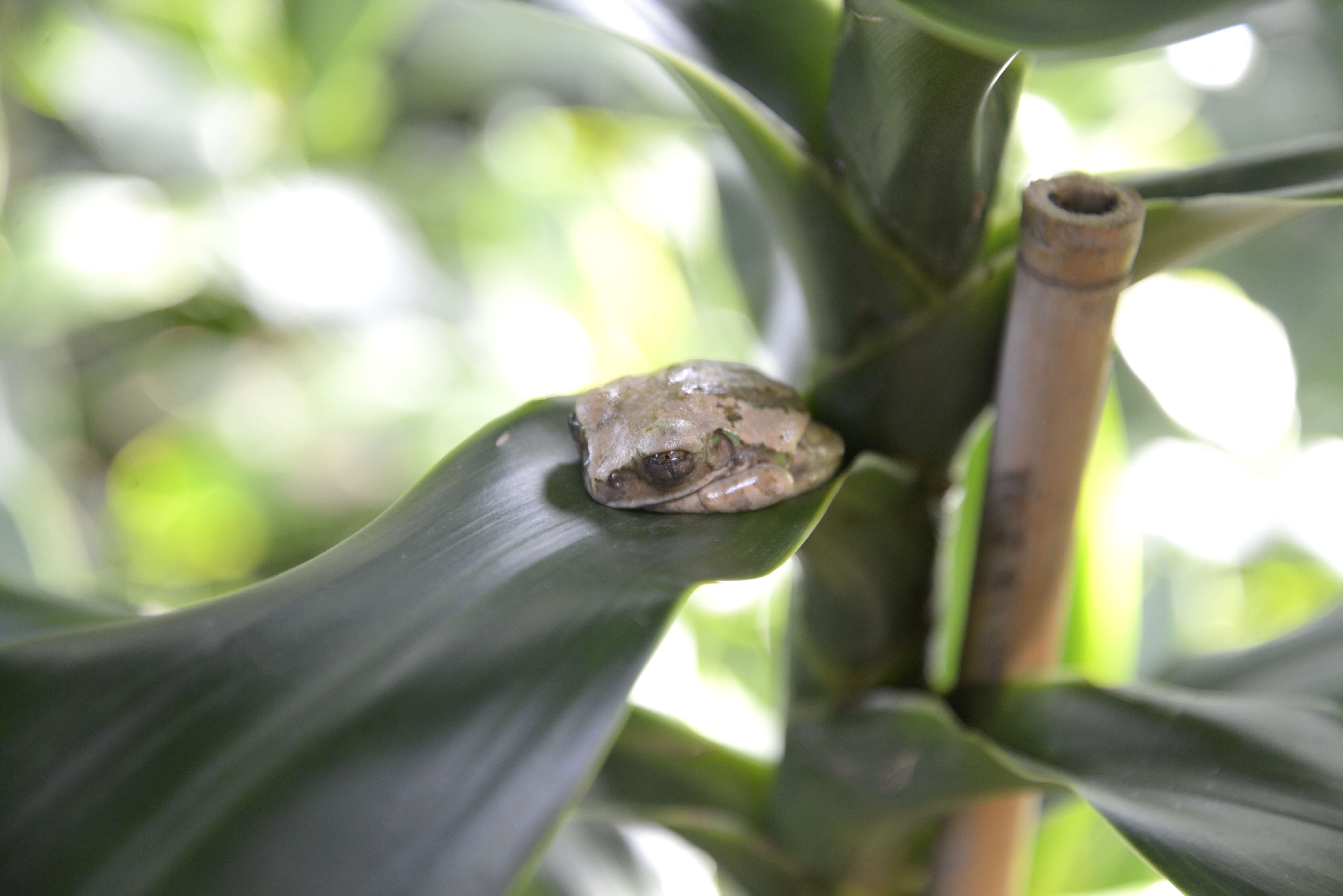 Image de Leptopelis flavomaculatus