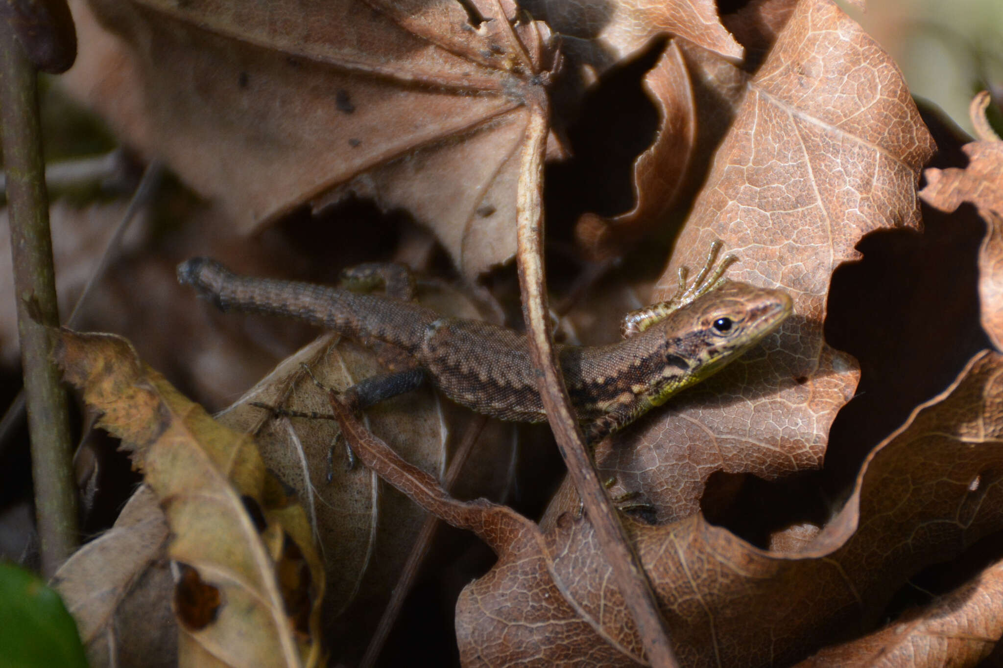 Image of Darevskia caspica Ahmadzadeh, Flecks, Carretero, Mozaffari, Böhme, Harris, Freitas & Rödder 2013