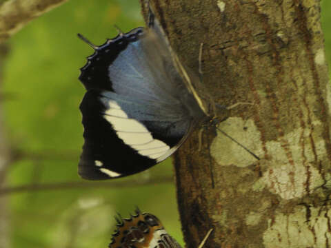 Charaxes bohemani Felder & Felder 1859的圖片