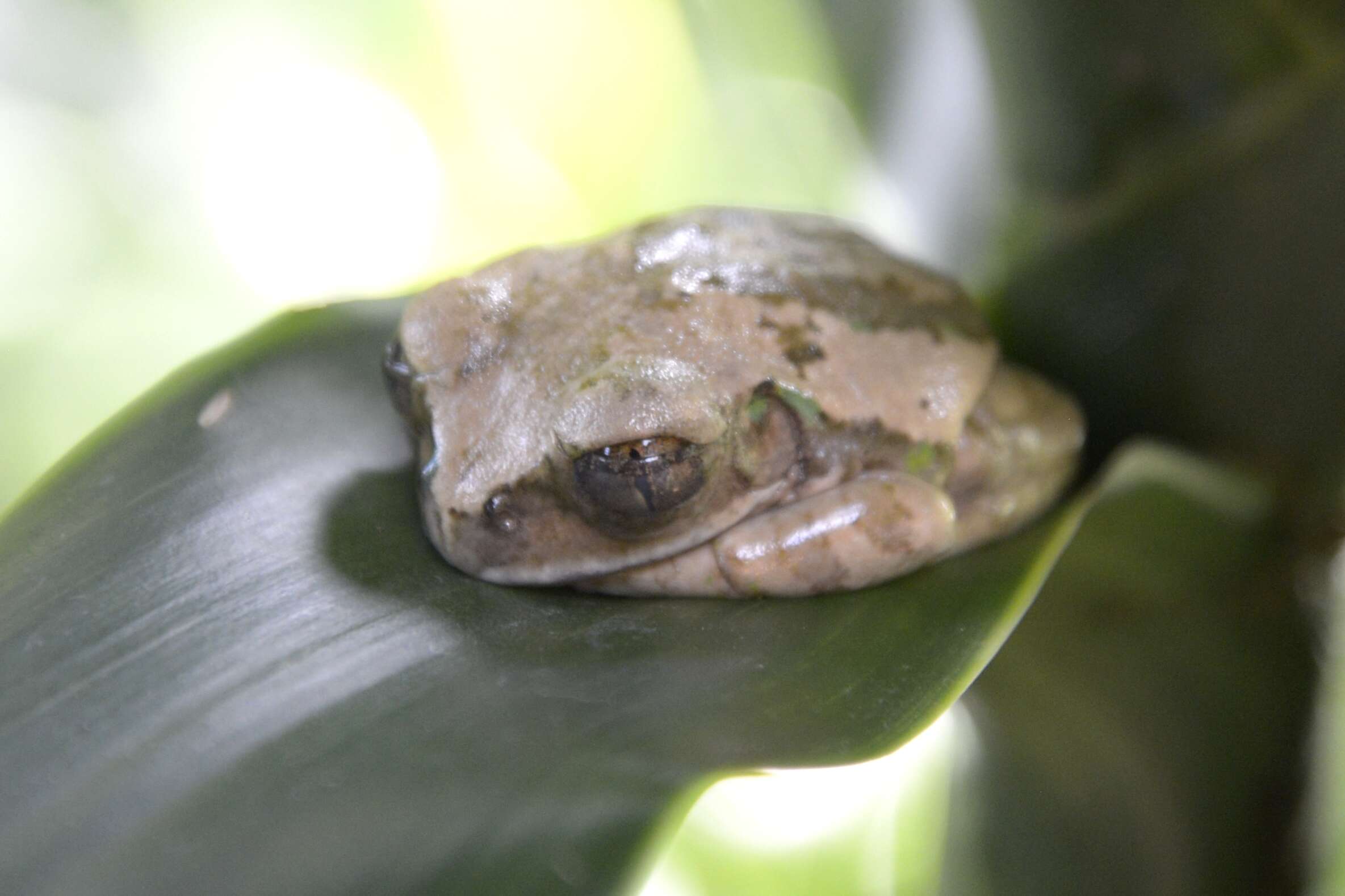 Image of Leptopelis flavomaculatus