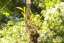 Plancia ëd Epidendrum anisatum Lex.