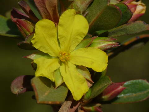 Plancia ëd Hibbertia racemosa (Endl.) Gilg