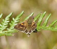 Image of Hesperilla donnysa Hewitson 1868