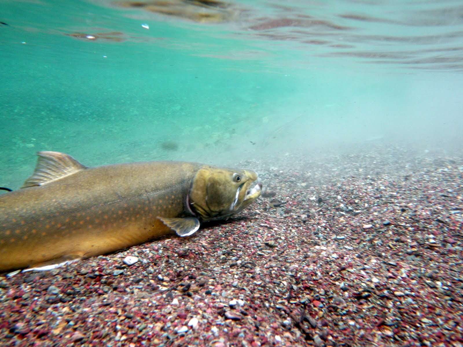 Image of Bull Trout