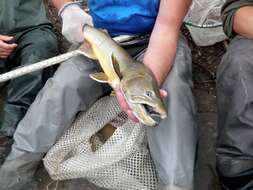 Image of Bull Trout