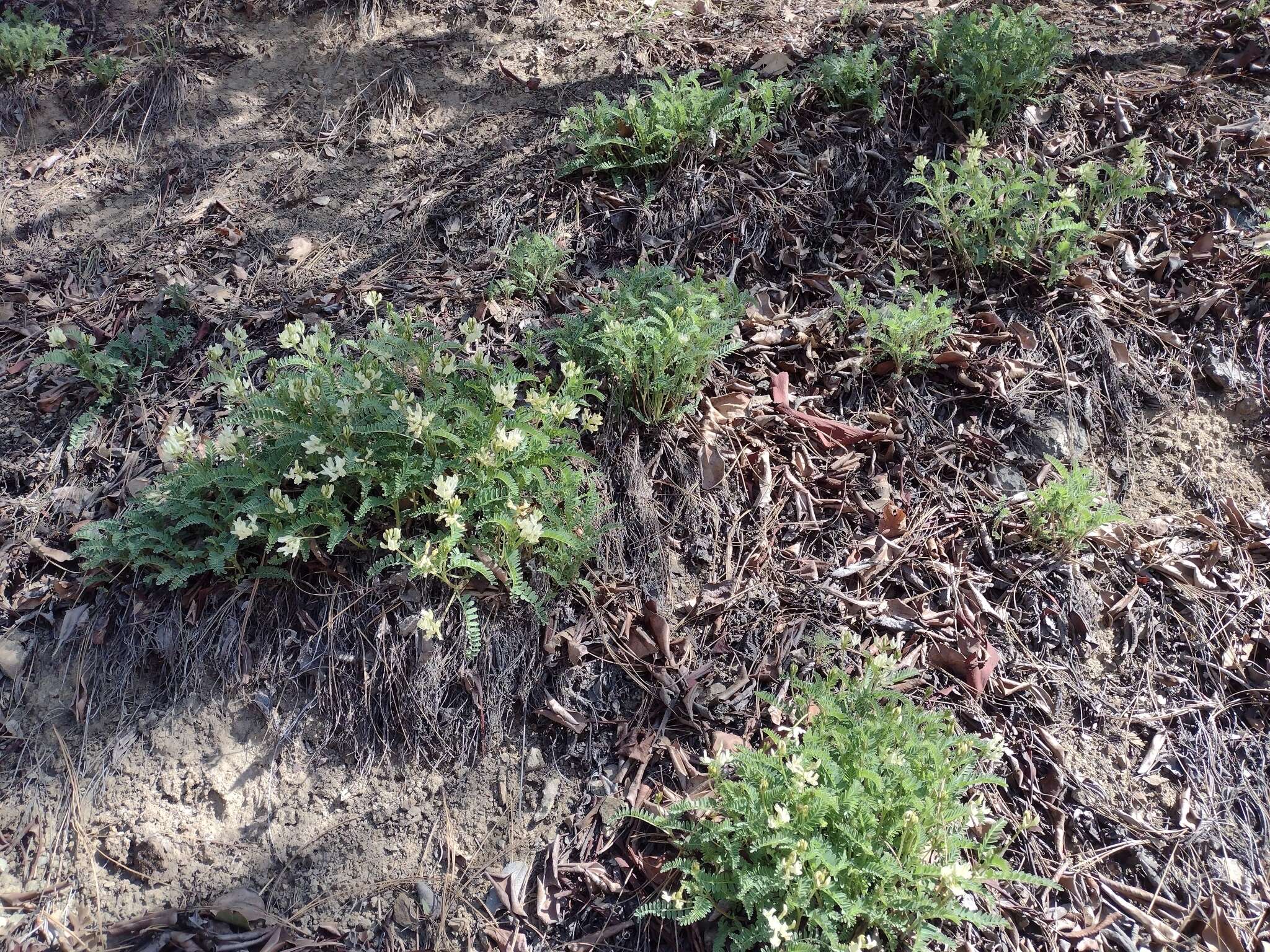 Plancia ëd Astragalus accidens var. hendersonii (S. Wats.) M. E. Jones