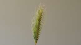 Image of Hordeum marinum subsp. gussoneanum (Parl.) Thell.