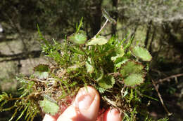 Imagem de Hydrocotyle moschata G. Forster