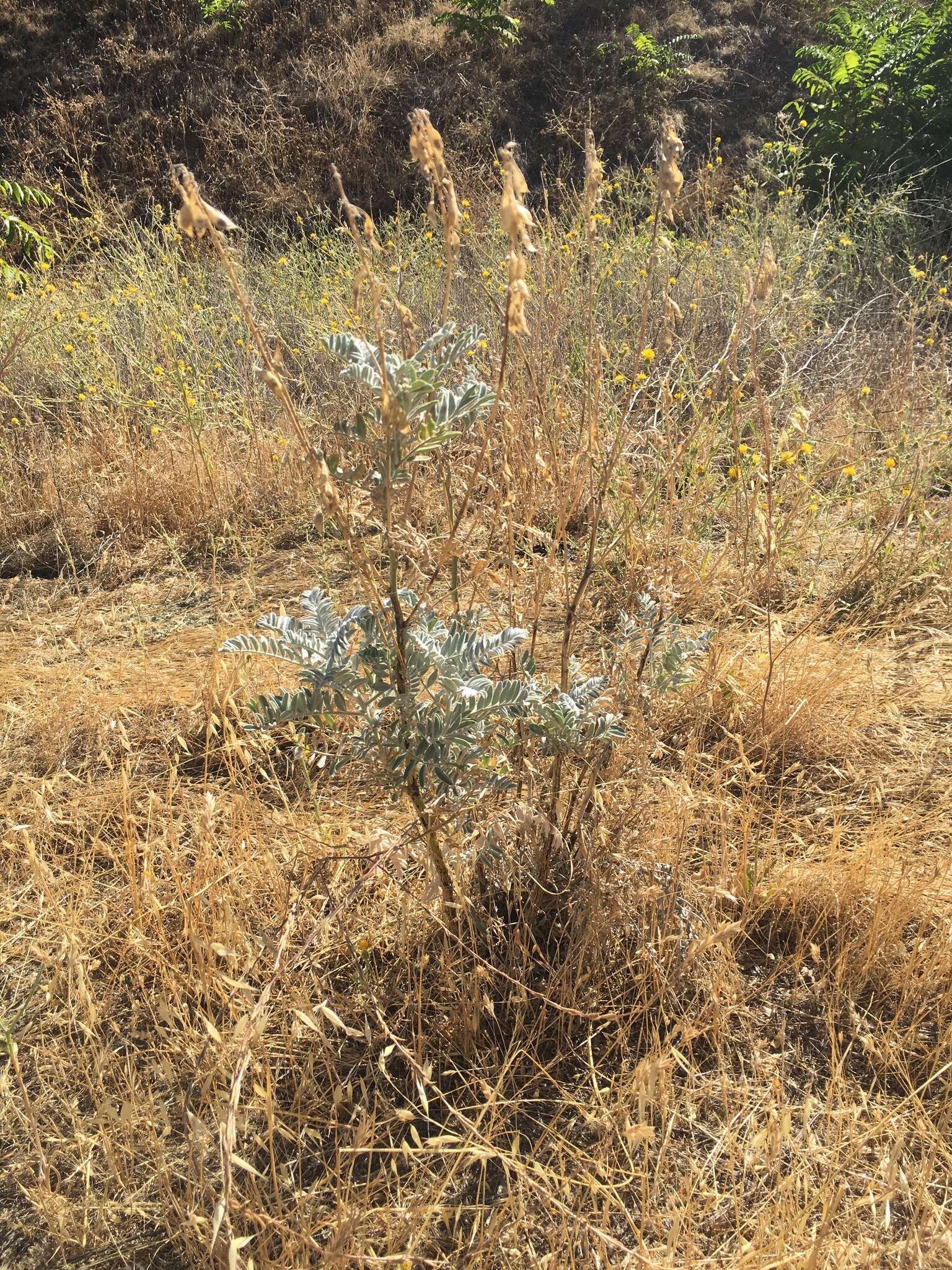 Imagem de Astragalus oxyphysus A. Gray