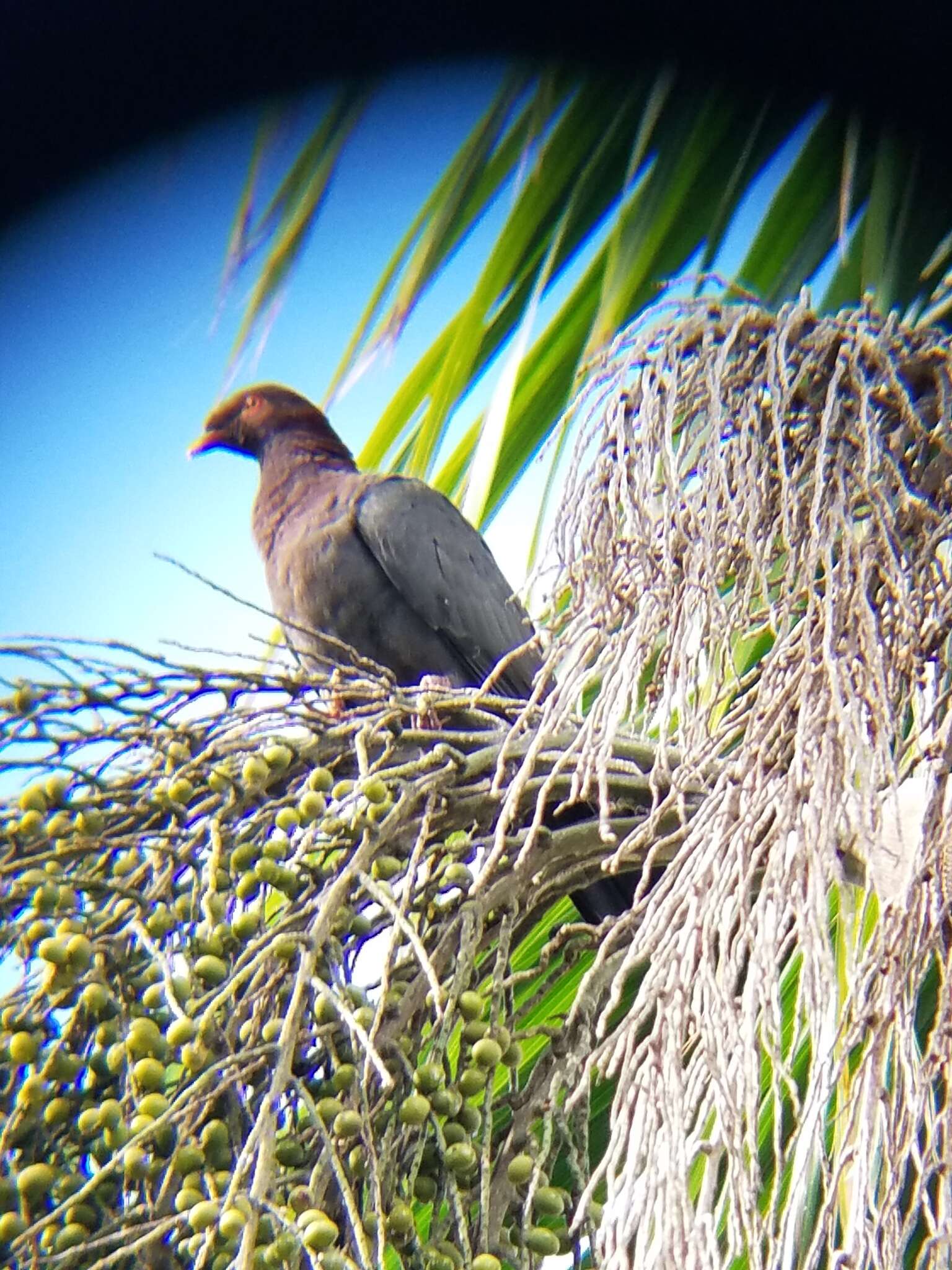 Image of Scaly-naped Pigeon