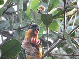 Image of Black-headed Parrot