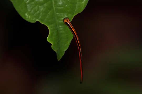 Image of Tiger Leech