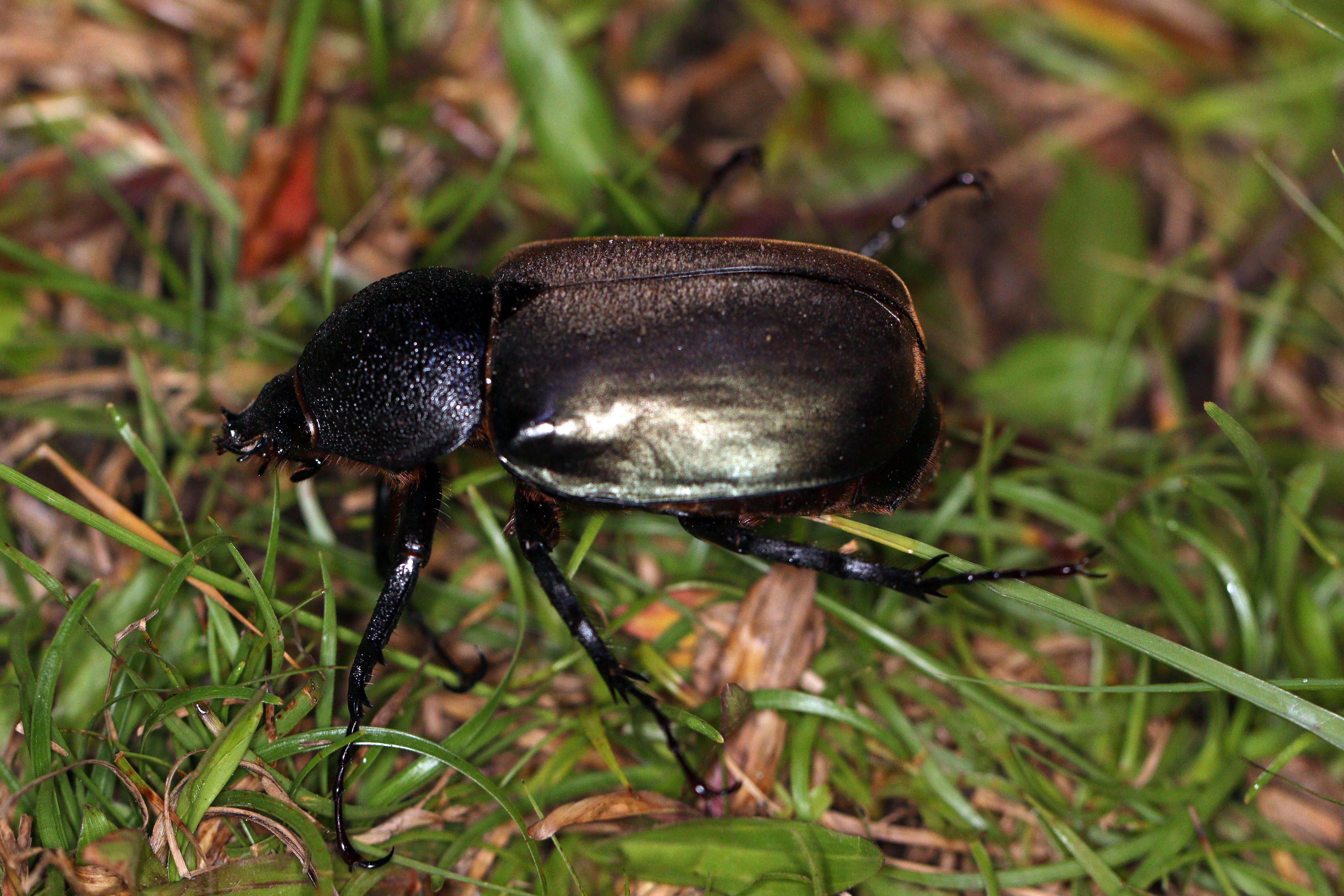 Image de Chalcosoma moellenkampi Kolbe 1900