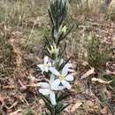 Image of Olearia ramulosa var. tomentosa J. H. Willis