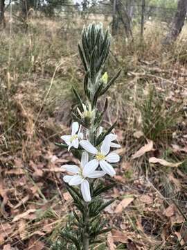 Olearia ramulosa var. tomentosa J. H. Willis resmi