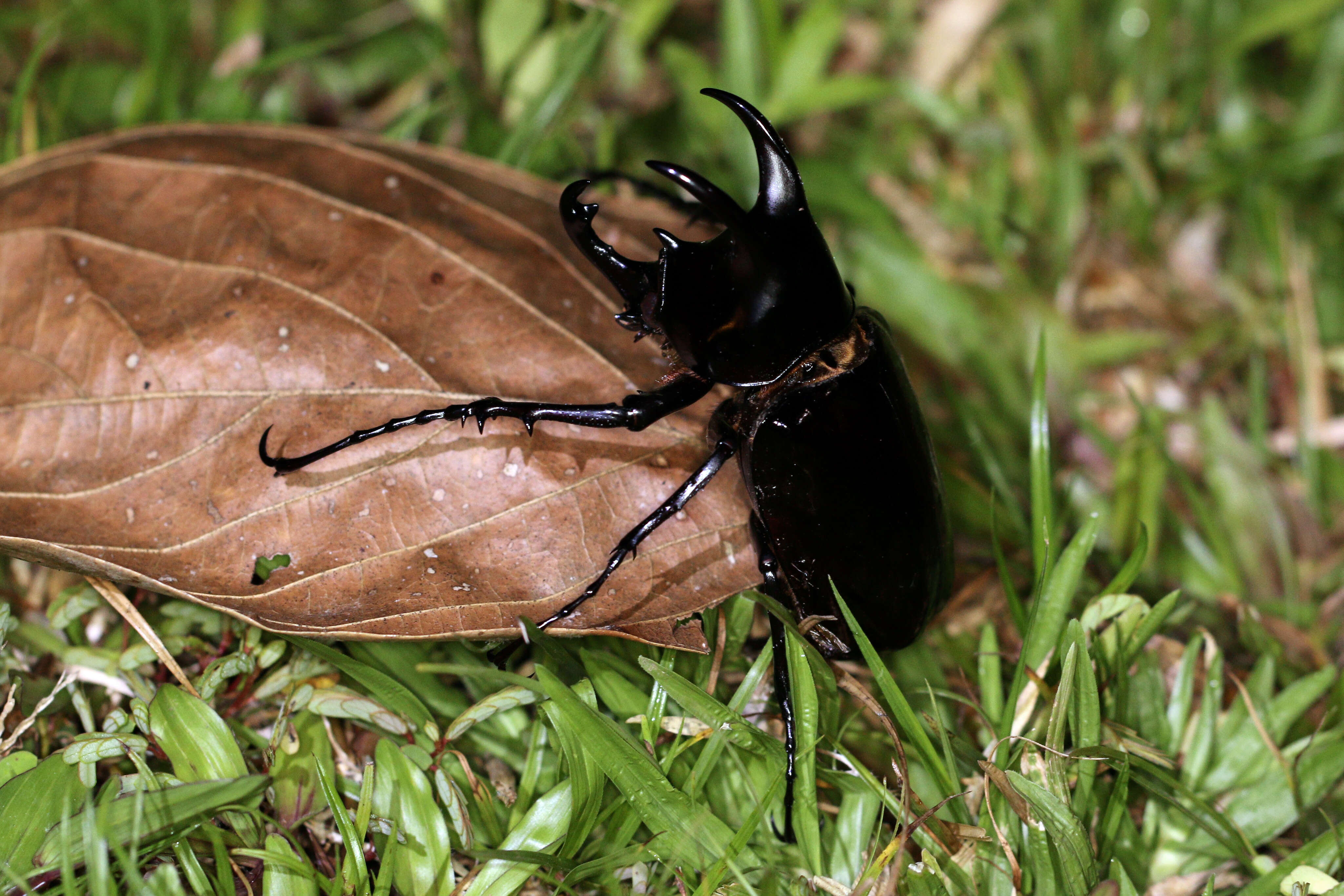 Image de Chalcosoma moellenkampi Kolbe 1900