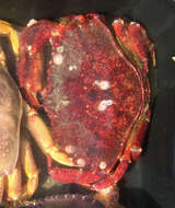 Image de crabe du Pacifique