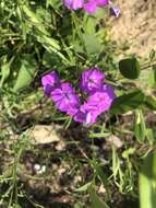 Image of Alabama phlox