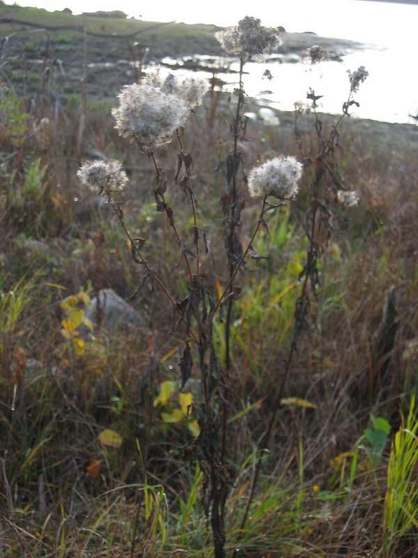 Image of hemp agrimony