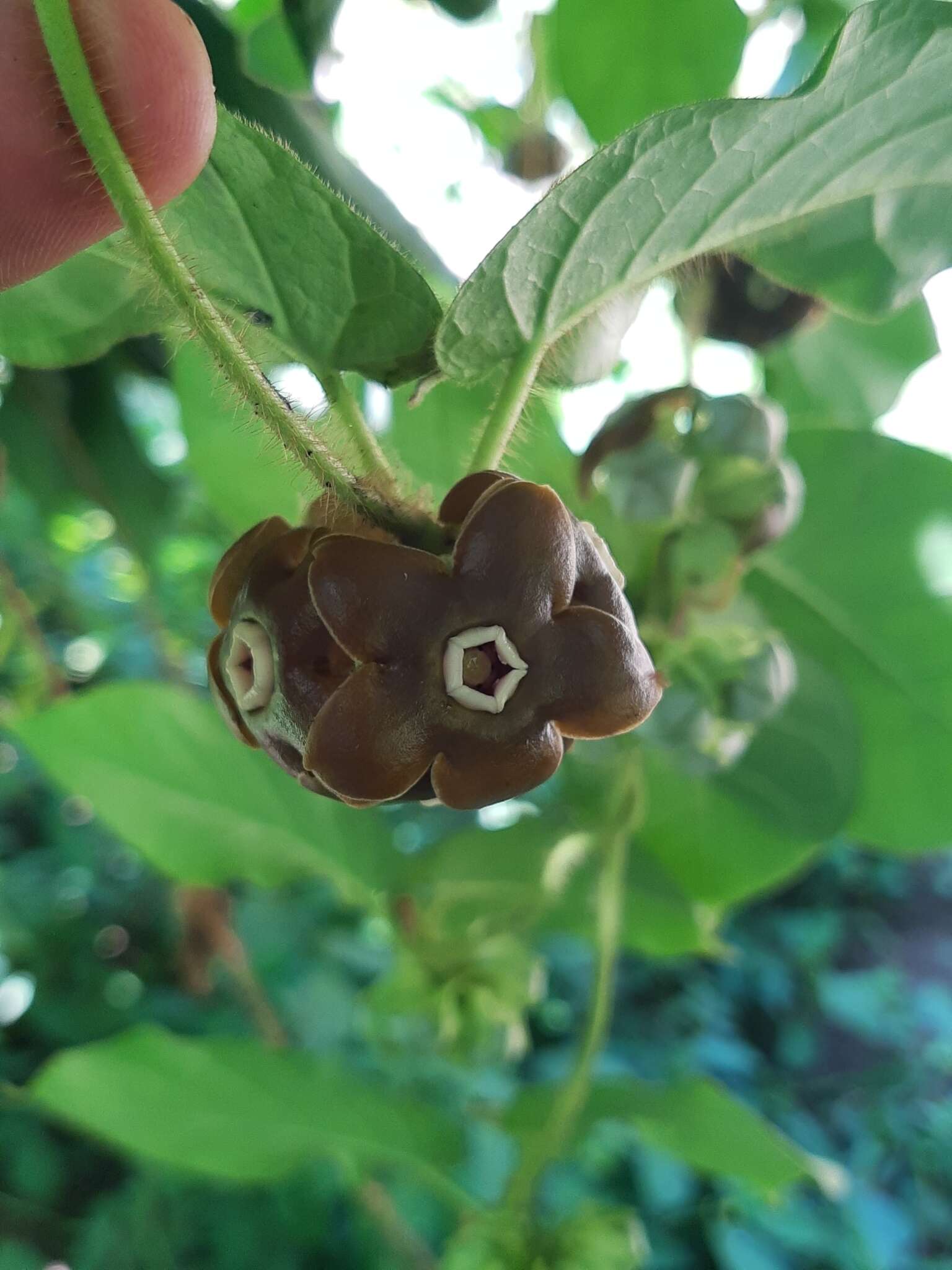 Image of Macroscepis diademata (Ker-Gawl.) W. D. Stevens