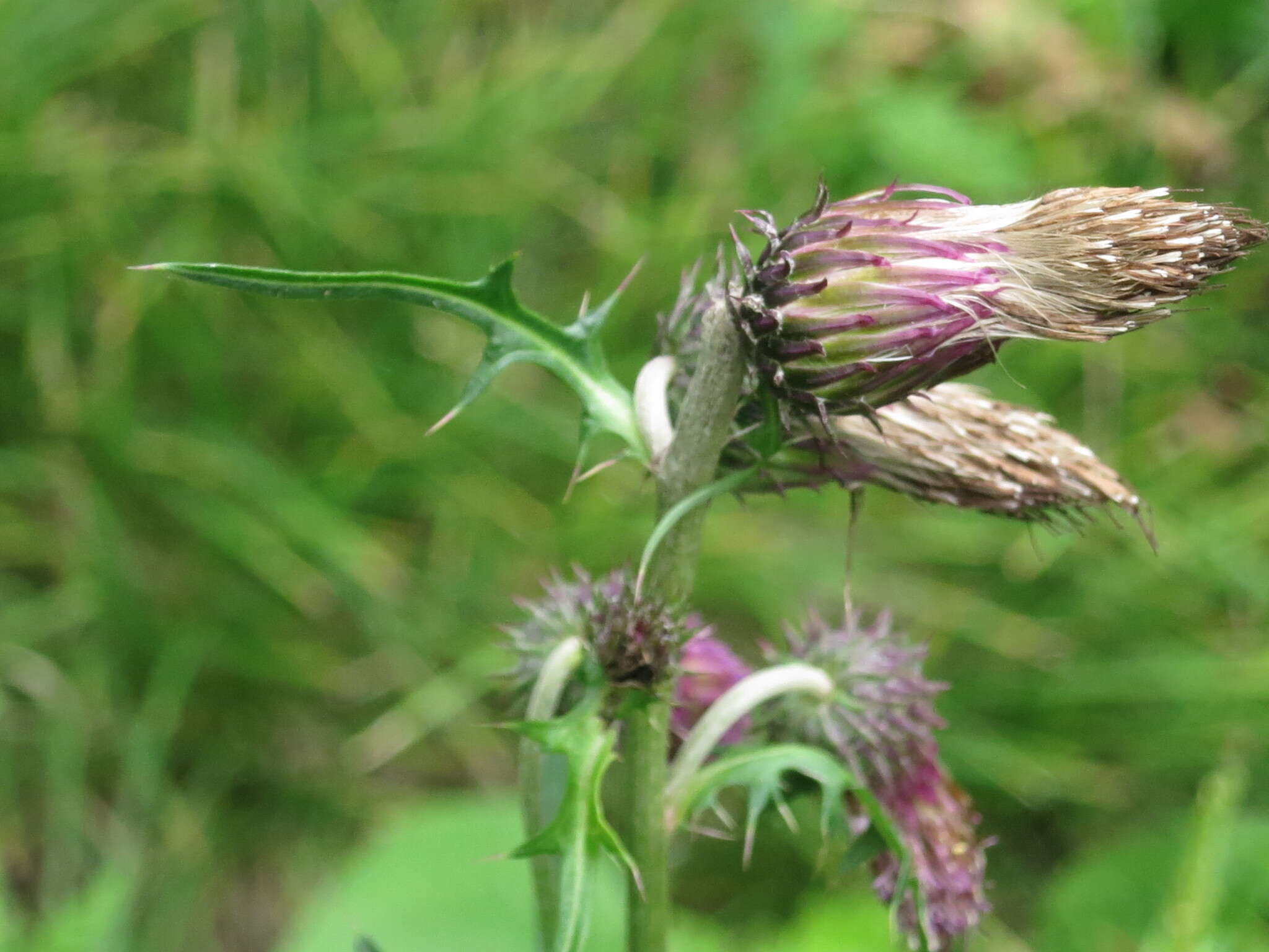 Image de Cirsium pendulum Fisch. ex DC.