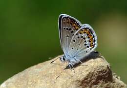 Image of Plebejus idas