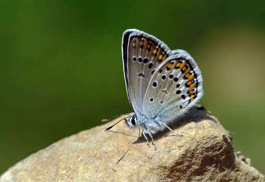 Image of Plebejus idas