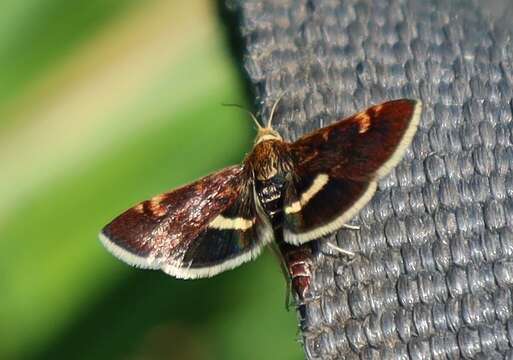 Image of Pyrausta obfuscata Scopoli