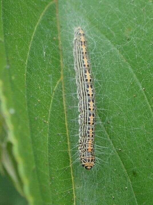 Teliphasa albifusa Hampson 1896的圖片