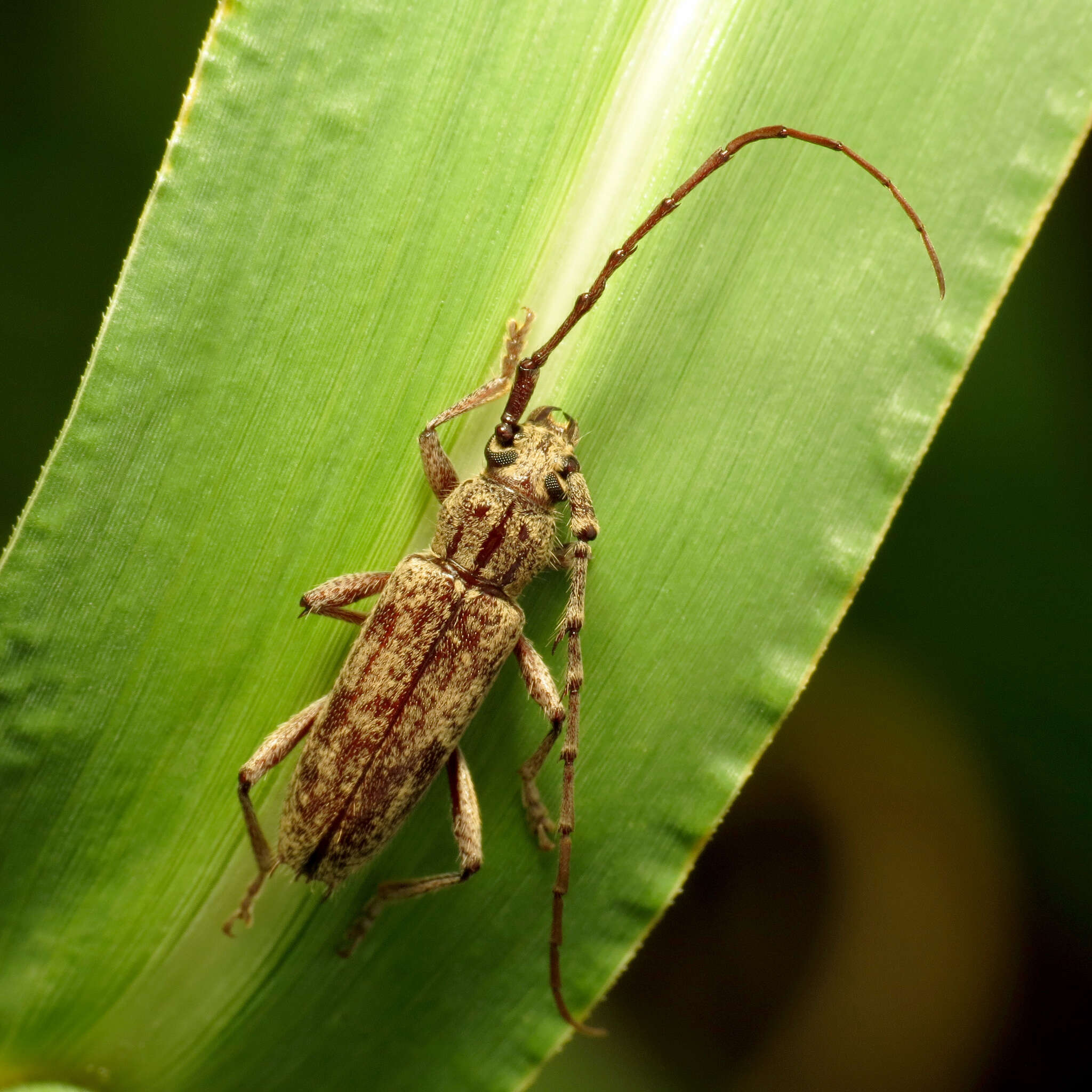 Image of Spined Oak Borer