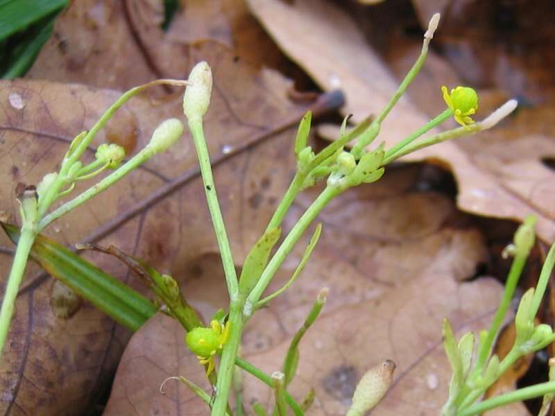 Image of cursed buttercup