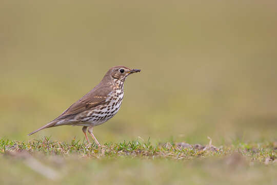 Image of Song Thrush