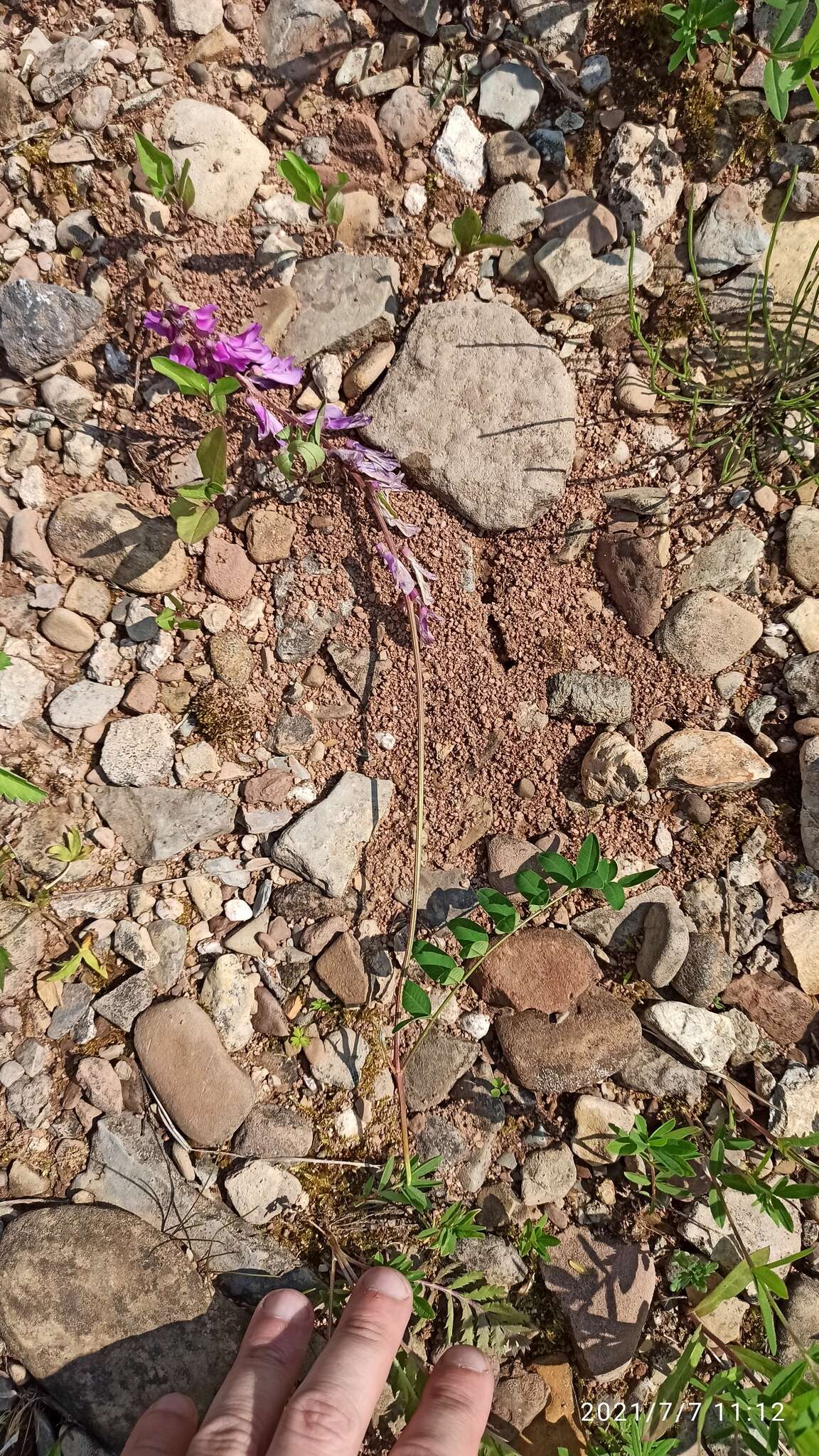 Image of Hedysarum branthii Trautv. & C. A. Mey.