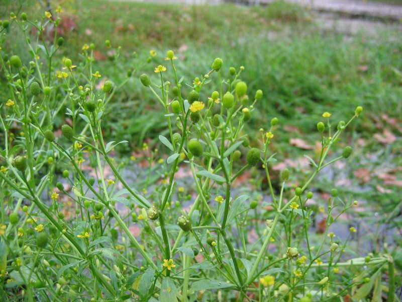 Image of cursed buttercup