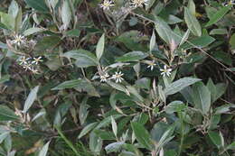 Sivun Olearia cydoniifolia (DC.) Benth. kuva