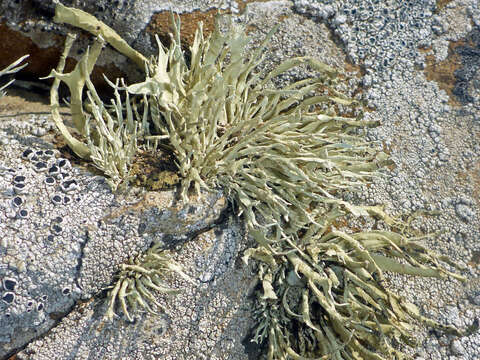 Image of Armored fog lichen