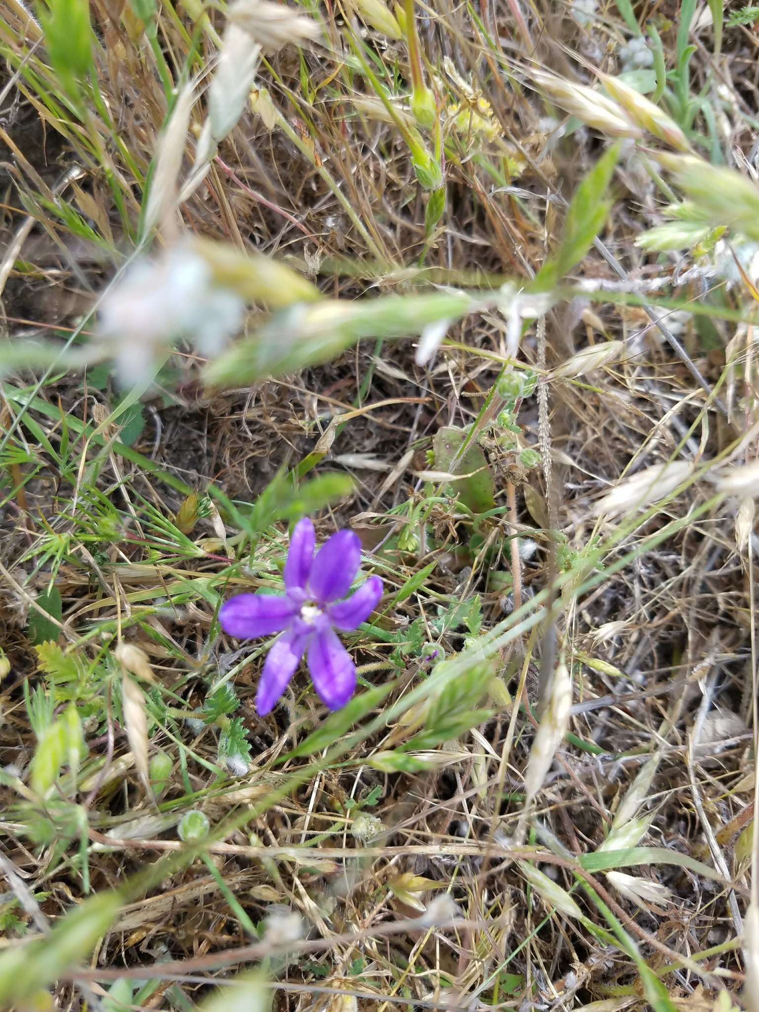 Sivun Brodiaea jolonensis Eastw. kuva