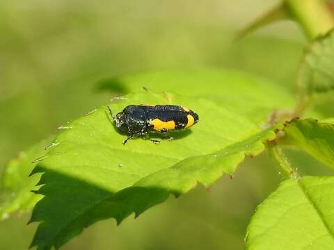 Ptosima gibbicollis (Say 1823)的圖片