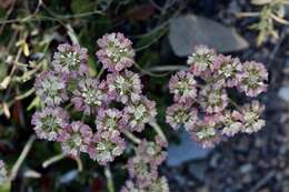 صورة Eriogonum umbellatum var. majus Hooker