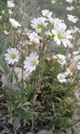 Imagem de Cerastium arvense subsp. strictum (L.) Gaudin