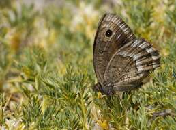 Image of Satyrus ferula