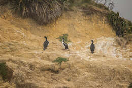 Image of New Zealand King Shag